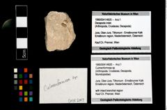 Foto (Objekt + Etikett) von Culmenformosa sp.  (NHMW-GEO-1990-0041-4820)
